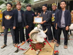 Pertahankan Keaslian Genetik, Domba Garut Dipasang Chip