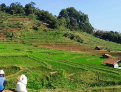 3.850 Hektare Sawah di Sumedang Diasuransikan