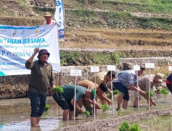 Pemerintah Daerah Dorong Pengembangan Pertanian Organik Trenggulunan Dengan Pupuk Kelelawar