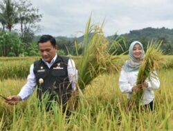 Dr. H. Dedi Supandi S.STP, M.Si: “Hasil Panen Raya di Majalengka Menyebar ke Cirebon, Sumedang, Bandung & Jakarta”