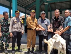 Pj Bupati Banyumas Bagikan Bibit Ternak Sapi, Kambing & Kelinci kepada Kelompok Ternak