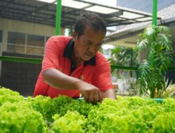 Sentra Wirajaya Nur Alam Melatih ODGJ Mandiri Dengan Berkebun