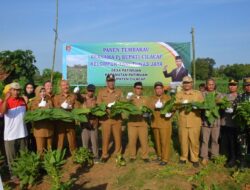 Petani Tunas Jaya Patimuan Panen Tembakau