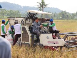 Bupati Sadewo Panen Padi dan Saksikan Penyerapan Gabah Oleh Bulog