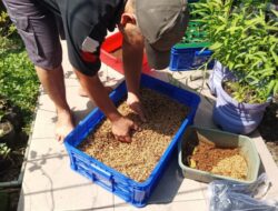 Sejumlah Keuntungan Budidaya Maggot, Salah Satunya Urai Sampah dalam 24 Jam