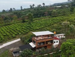Papyrus Cafe and Camping Site, Caffe Ternyaman di Tengah Kebun Teh Kaki Gunung Gede Pangrango Sukabumi