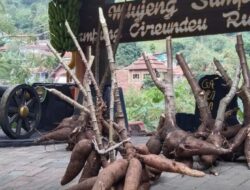 Tak Terpengaruh Beras Oplosan, Warga Kampung Adat Cireundeu Konsisten Konsumsi Rasi Sejak 1918