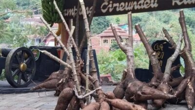 Tak Terpengaruh Beras Oplosan, Warga Kampung Adat Cireundeu Konsisten Konsumsi Rasi Sejak 1918
