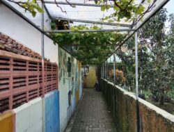 Kreatif Olah Daun Anggur, KWT Rosela Hadirkan Ragam Produk Unik dan Bernilai Ekonom