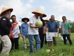 Panen Raya Semangka dan Bawang Merah, Bupati Banyumas Apresiasi Petani Muda Cindaga