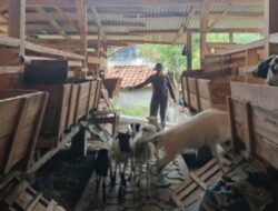 Peternak Binaan BAZNAS Sumedang Tingkatkan Produktivitas Ternak Lewat Perawatan Rutin