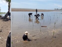 ‎Mahasiswa FKIP Universitas Bale Bandung Tanam Mangrove di Pangandaran
