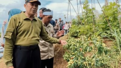 Pemerintah Kota Cimahi Luncurkan Gerakan Tanam Cabai untuk Tekan Inflasi dan Perkuat Ketahanan Pangan