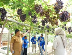 Dari Kawasan Terdampak Bencana Menjadi Agrowisata, Kampung Reforma Agraria Duyu Bangkit di Palu