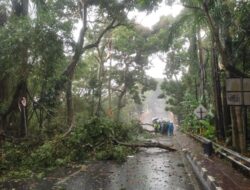 Pohon Tumbang di Cimahi Saat Hujan Deras, Akses Jalan Sempat Ditutup