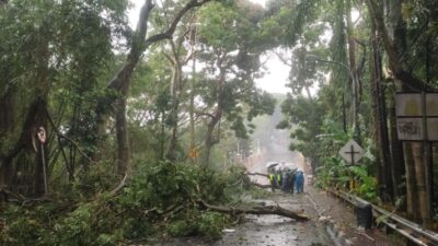 Pohon Tumbang di Cimahi Saat Hujan Deras, Akses Jalan Sempat Ditutup
