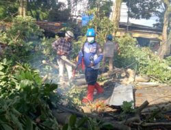 Angin Kencang Terjang Cimahi, Petugas Targetkan Pembersihan Pohon Tumbang Tuntas dan Cek Kesehatan Pohon