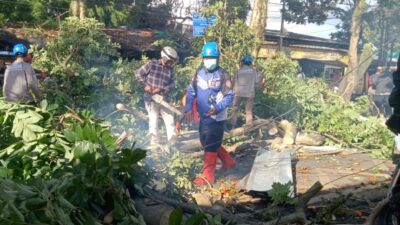 Angin Kencang Terjang Cimahi, Petugas Targetkan Pembersihan Pohon Tumbang Tuntas dan Cek Kesehatan Pohon