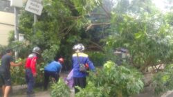 Pohon Beringin Tua Tumbang di Cimahi, Tutup Total Jalan Encep Kartawiria