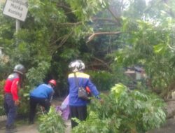 Pohon Beringin Tua Tumbang di Cimahi, Tutup Total Jalan Encep Kartawiria