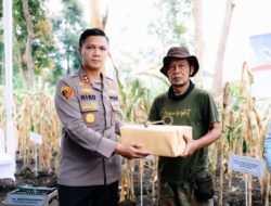 Panen Raya Jagung Serentak, Polres Cimahi Perkuat Sinergi Ketahanan Pangan Nasional