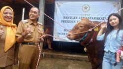 Bantuan Sapi Kurban Presiden Prabowo Subianto Tiba di Cimahi, Disalurkan untuk Warga RW 04 Cigugur Tengah