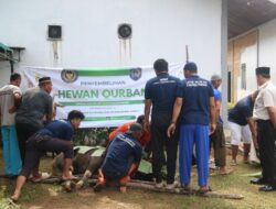 Lapas Tanjungpinang Sembelih 2 Sapi dan 4 Kambing Kurban, Libatkan Warga Binaan Dalam Proses Pemotongan Daging
