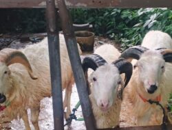 Jelang Idul Adha, Pemkot Cimahi Berlakukan Aturan Ketat, Hewan Kurban Wajib Sehat dan Bersertifikat