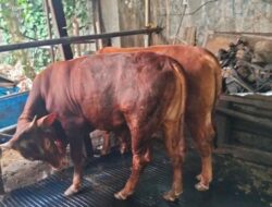 Jelang Idul Adha, Pemkot Cimahi Kerahkan 30 Petugas Awasi 3.600 Hewan Kurban