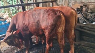 Jelang Idul Adha, Pemkot Cimahi Kerahkan 30 Petugas Awasi 3.600 Hewan Kurban
