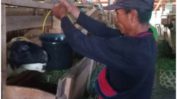 Indigofera Jadi Kunci Sukses Peternak Domba BAZNAS