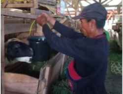 Indigofera Jadi Kunci Sukses Peternak Domba BAZNAS