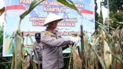 Polres Cimahi Panen Jagung di Bandung Barat, Target Serap 2.500 Ton Untuk Bulog