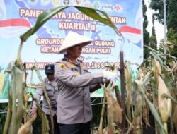 Polres Cimahi Panen Jagung di Bandung Barat, Target Serap 2.500 Ton Untuk Bulog