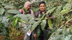 Perhutani KPH Bandung Utara Dampingi Mahasiswi Universitas Brawijaya Praktek Budidaya Tanam Kopi