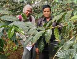 Perhutani KPH Bandung Utara Dampingi Mahasiswi Universitas Brawijaya Praktek Budidaya Tanam Kopi