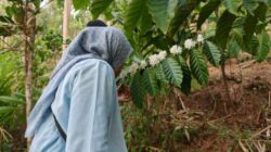 Jamkrindo Kembangkan Potensi Lokal Garut dari Pengelolaan Sampah hingga Hilirisasi Kopi