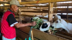 Dari Kandang Domba Menuju Kemandirian Ekonomi Mustahik