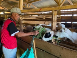 Dari Kandang Domba Menuju Kemandirian Ekonomi Mustahik