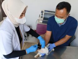 Rabies Masih Mengintai KBB, Kasus Gigitan HPR Masih Dilaporkan