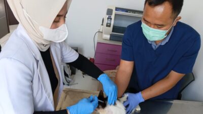 Rabies Masih Mengintai KBB, Kasus Gigitan HPR Masih Dilaporkan