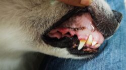 Gigitan Anjing di Cimahi Wajib Diwaspadai, Rabies Mengancam ini Kata Dispantan Cimahi