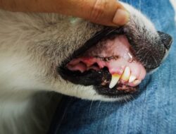 Gigitan Anjing di Cimahi Wajib Diwaspadai, Rabies Mengancam ini Kata Dispantan Cimahi