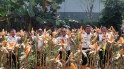 Lapas Kelas IIA Tanjungpinang Panen Jagung Di SAE Bintan
