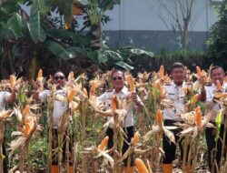 Lapas Kelas IIA Tanjungpinang Panen Jagung Di SAE Bintan